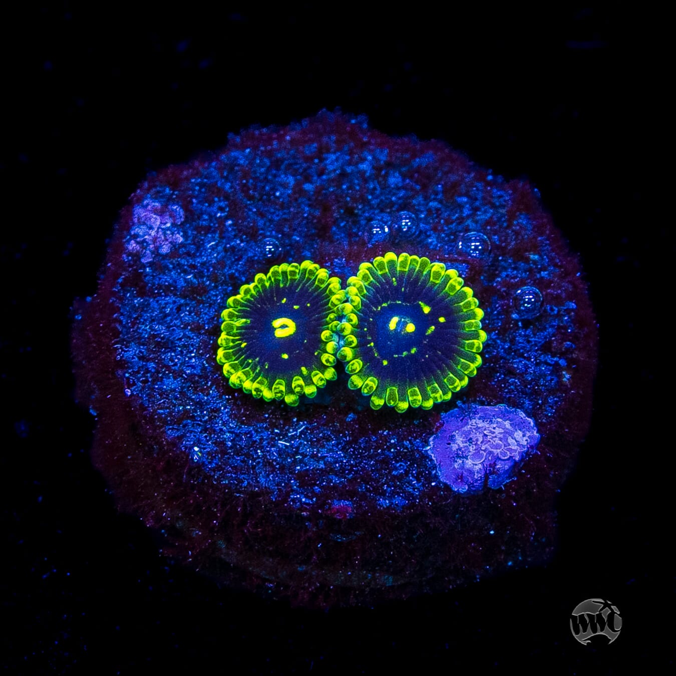 Exosphere Zoanthids
