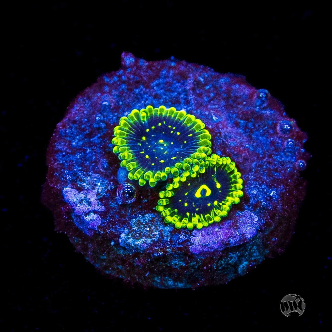 Exosphere Zoanthids