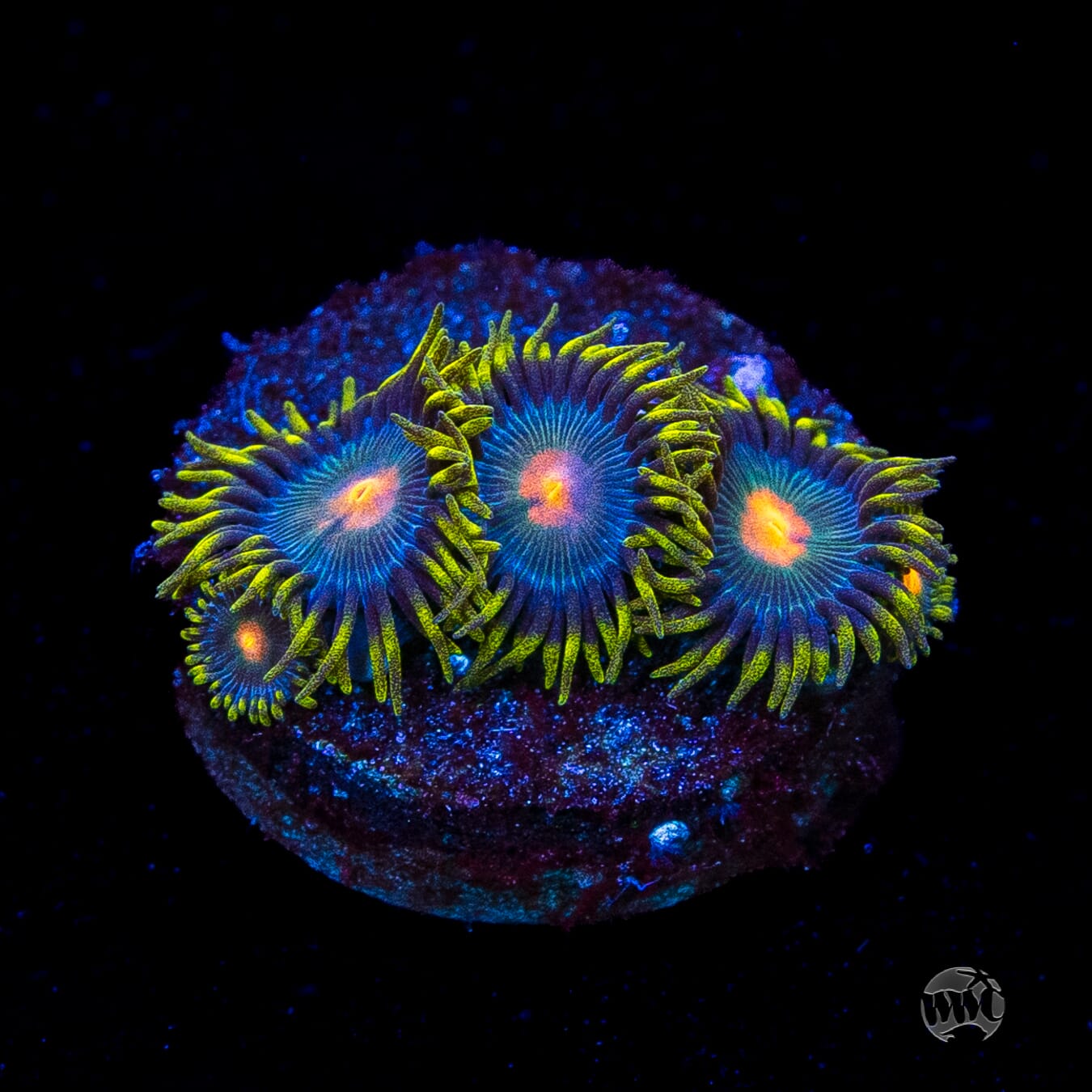 WWC Hairy Gorilla Nipple Zoanthids
