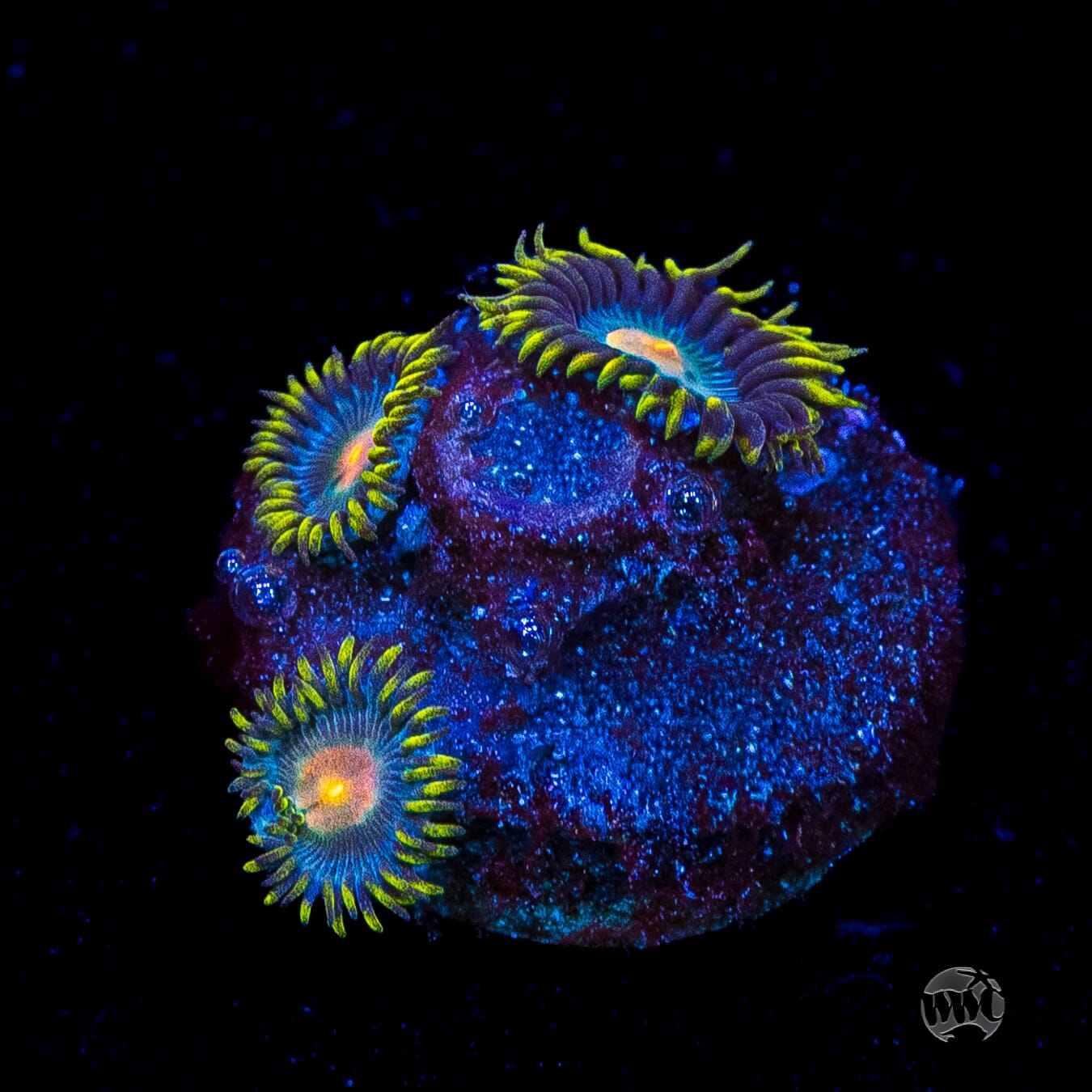 WWC Hairy Gorilla Nipple Zoanthids