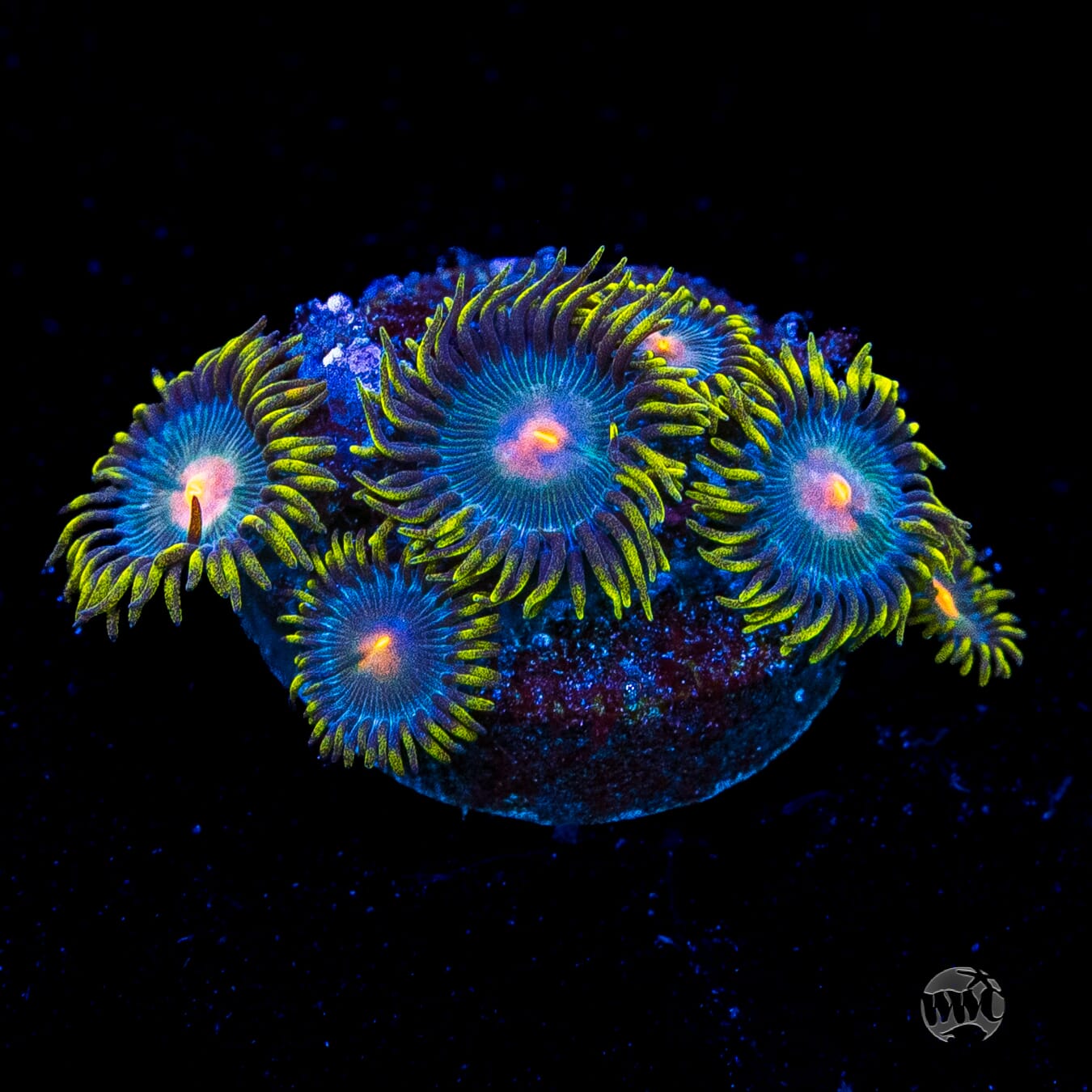 WWC Hairy Gorilla Nipple Zoanthids
