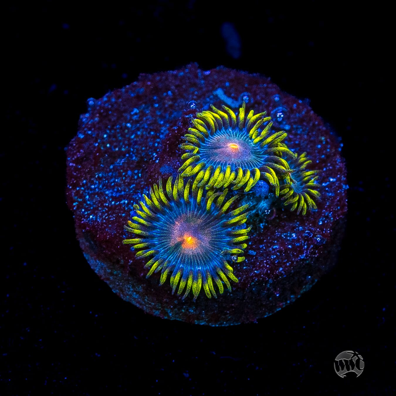 WWC Hairy Gorilla Nipple Zoanthids