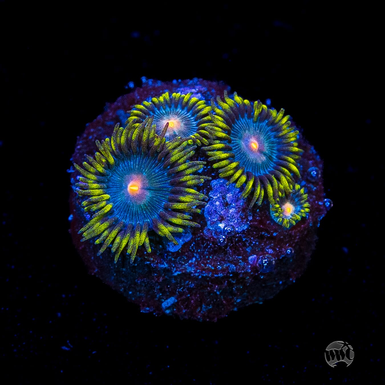 WWC Hairy Gorilla Nipple Zoanthids