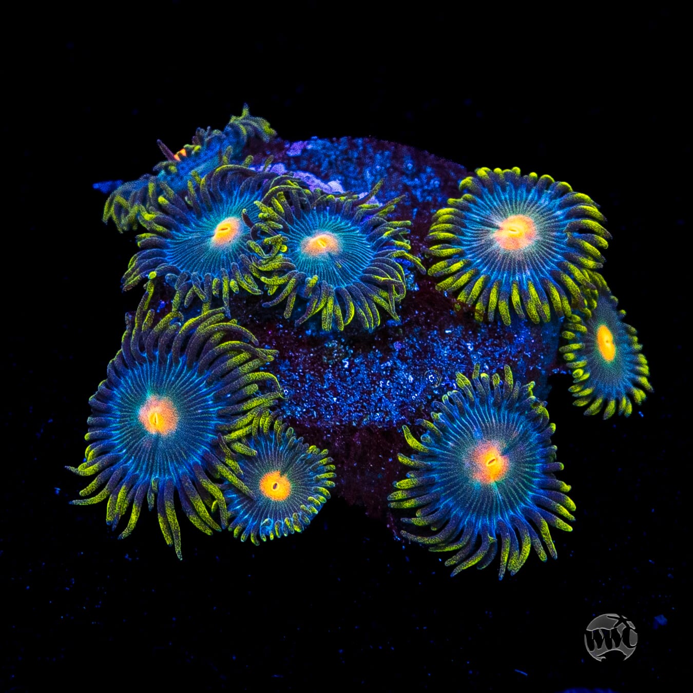 WWC Hairy Gorilla Nipple Zoanthids
