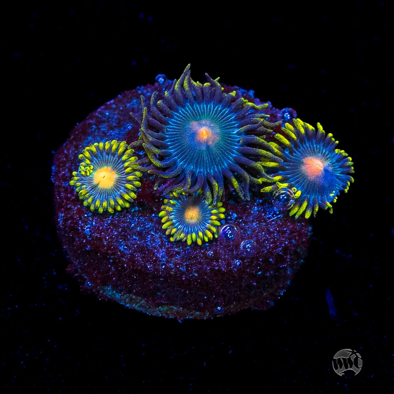 WWC Hairy Gorilla Nipple Zoanthids