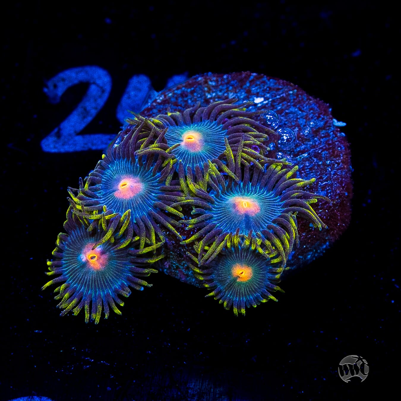 WWC Hairy Gorilla Nipple Zoanthids