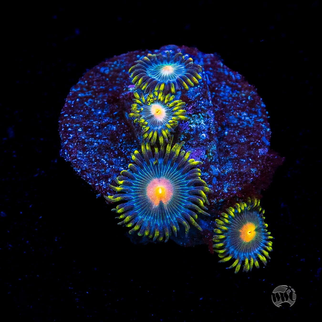 WWC Hairy Gorilla Nipple Zoanthids