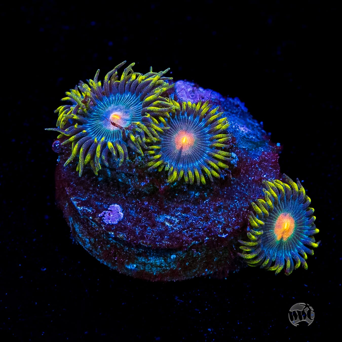 WWC Hairy Gorilla Nipple Zoanthids