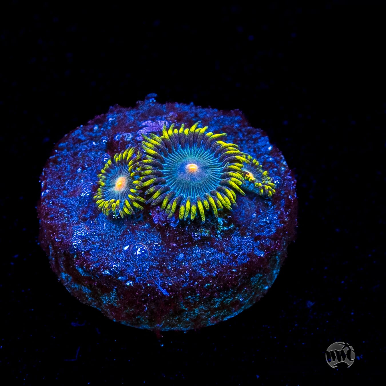 WWC Hairy Gorilla Nipple Zoanthids