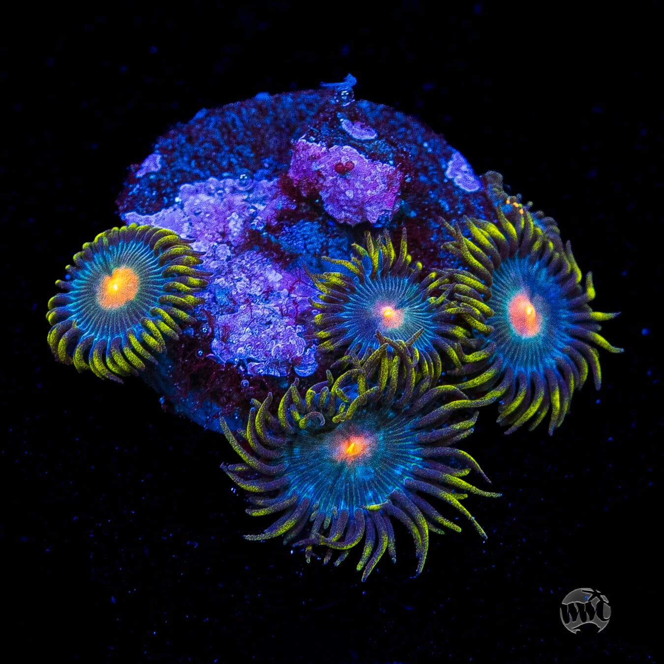 WWC Hairy Gorilla Nipple Zoanthids