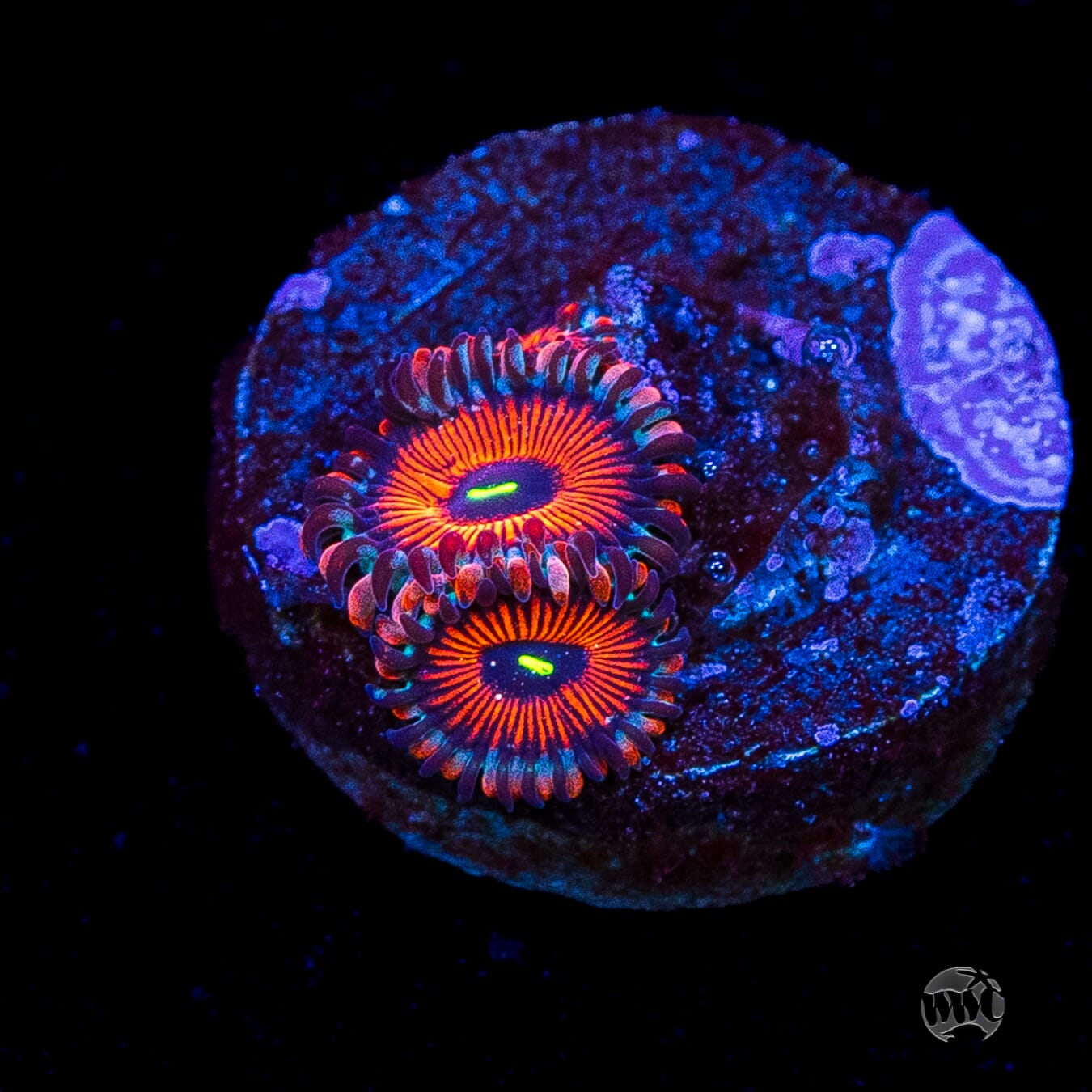 Seduction Zoanthids