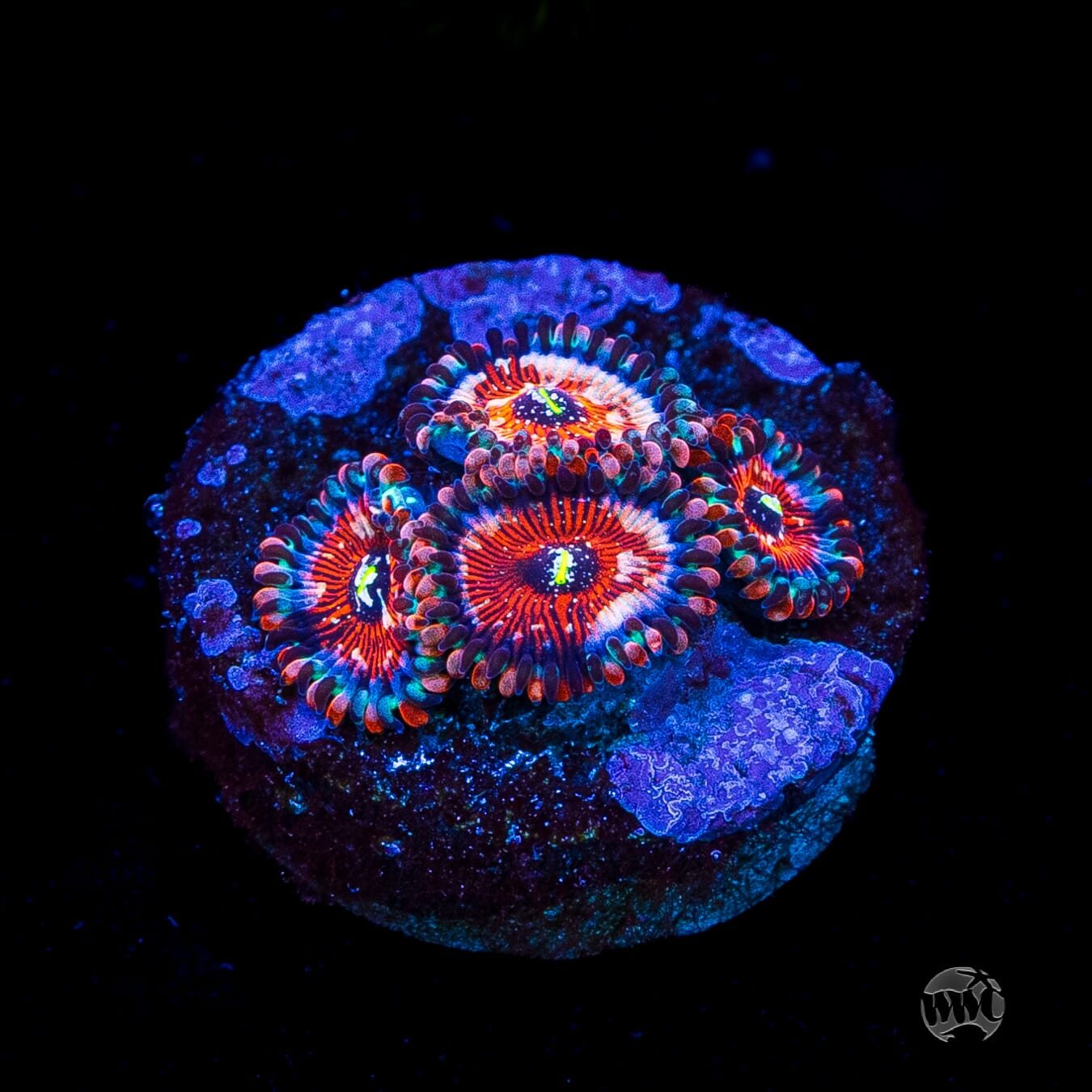 Seduction Zoanthids