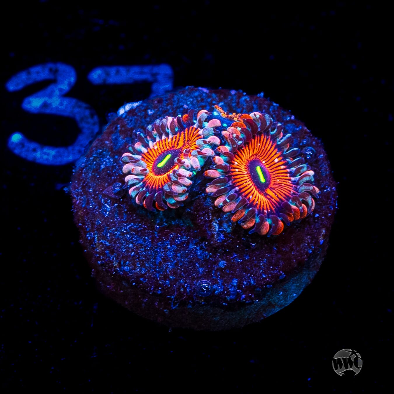 Seduction Zoanthids
