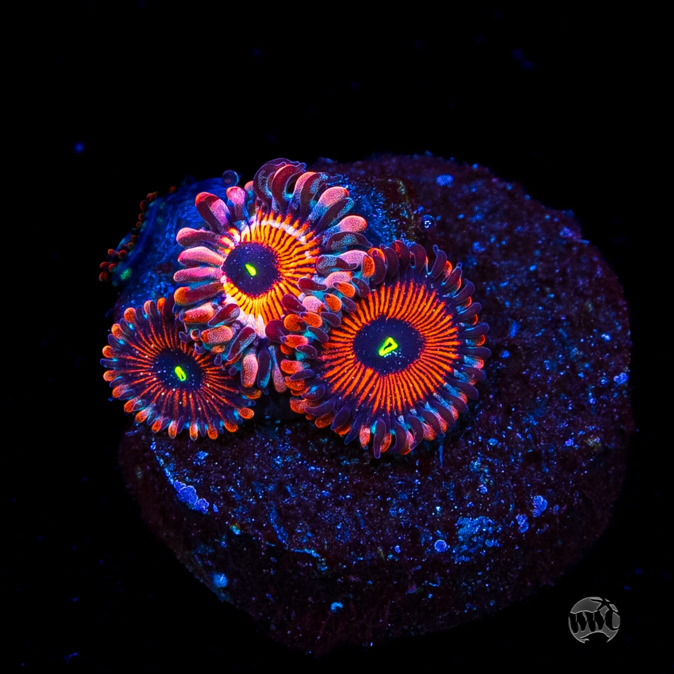 Seduction Zoanthids