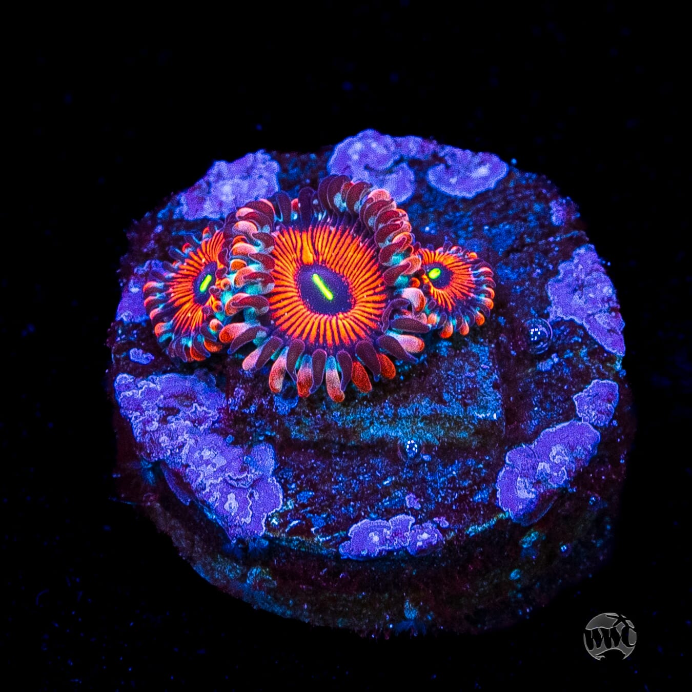 Seduction Zoanthids