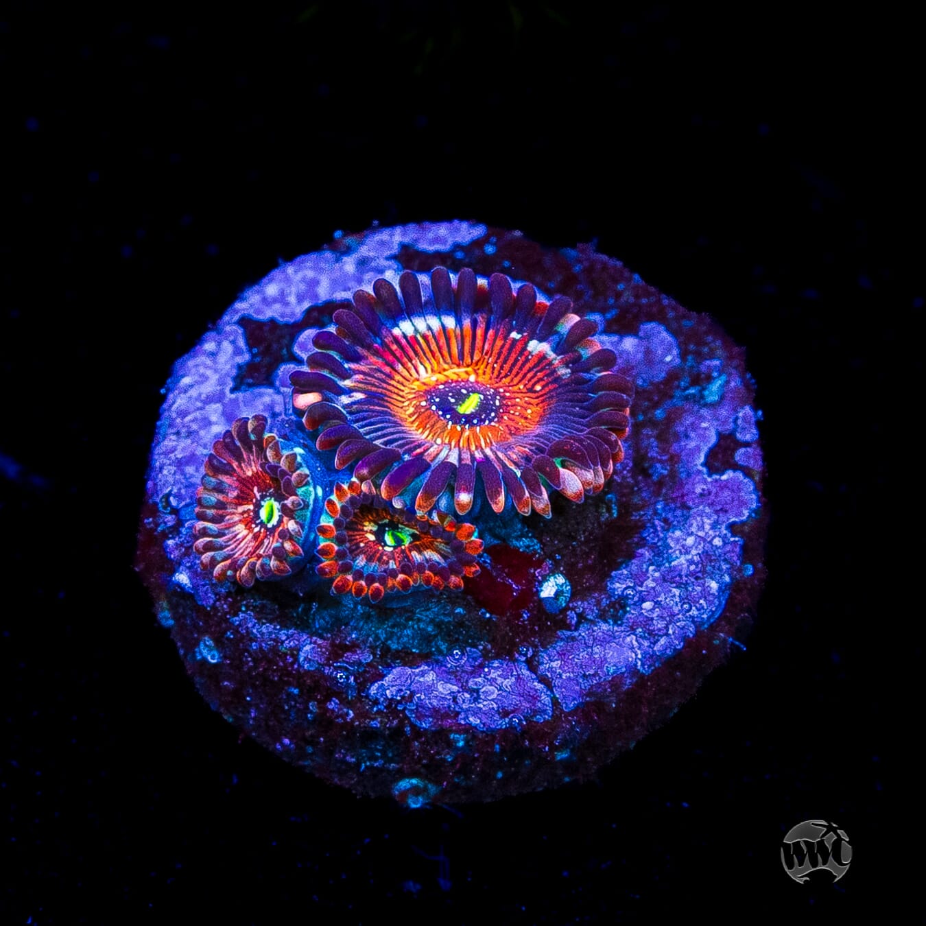 Seduction Zoanthids