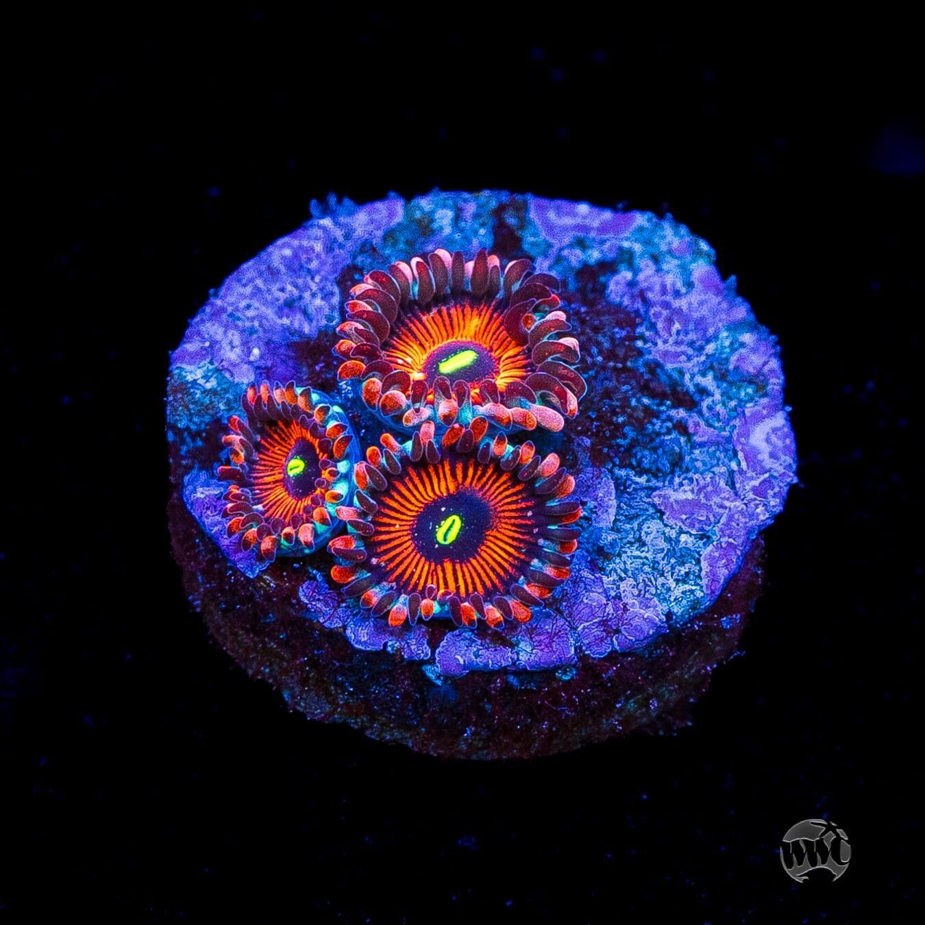 Seduction Zoanthids