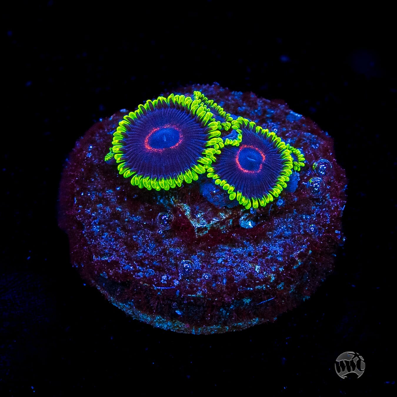 WWC Evil Heart Zoanthids