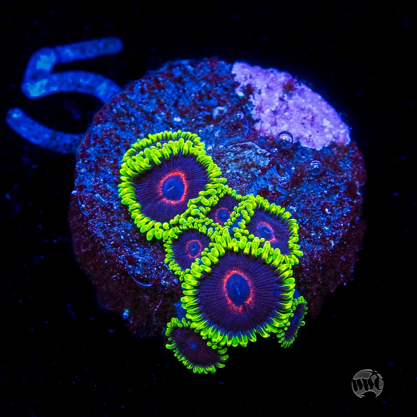 WWC Evil Heart Zoanthids