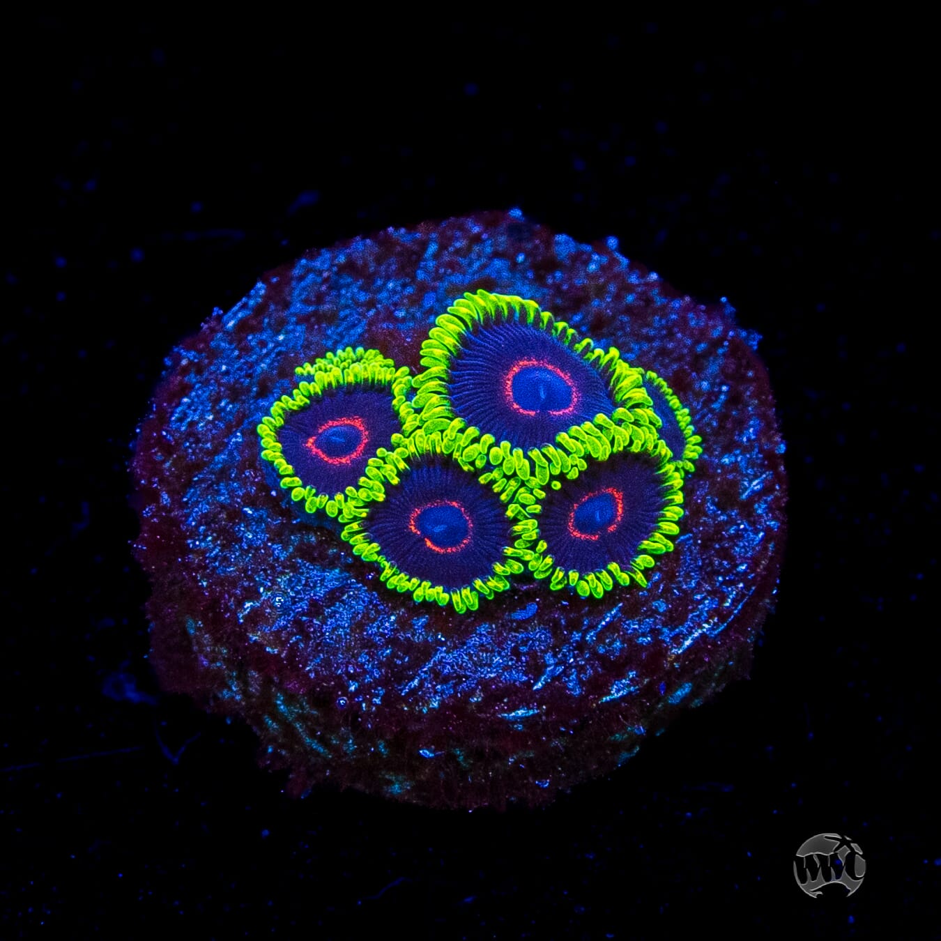 WWC Evil Heart Zoanthids