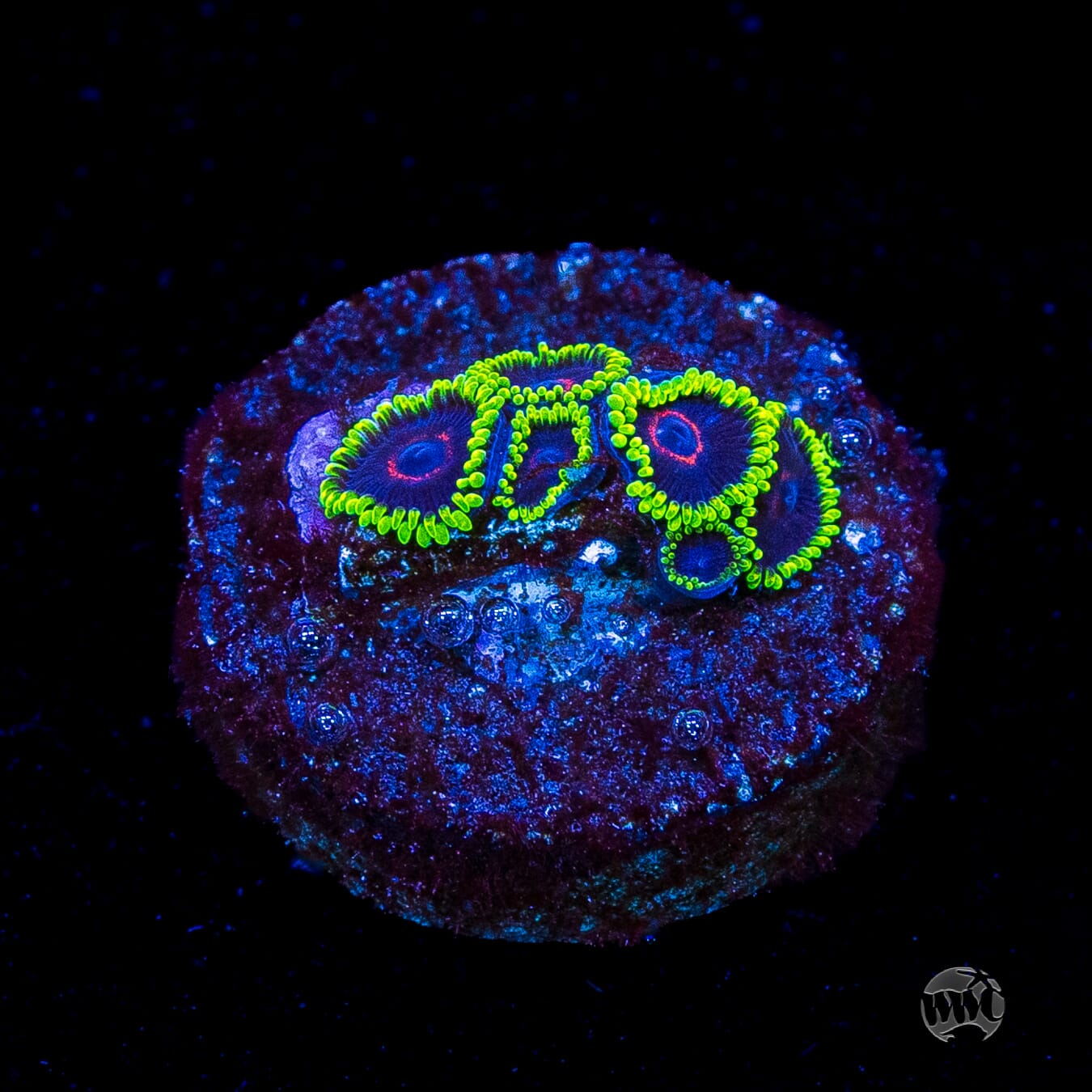 WWC Evil Heart Zoanthids