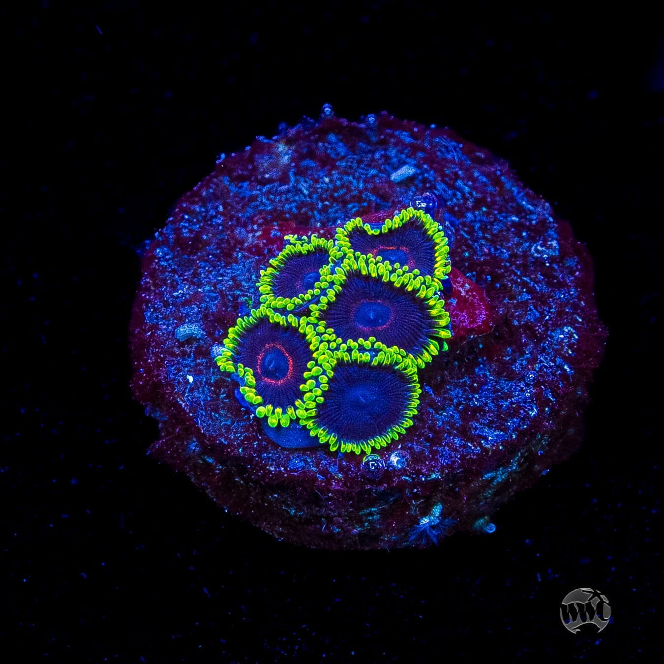 WWC Evil Heart Zoanthids