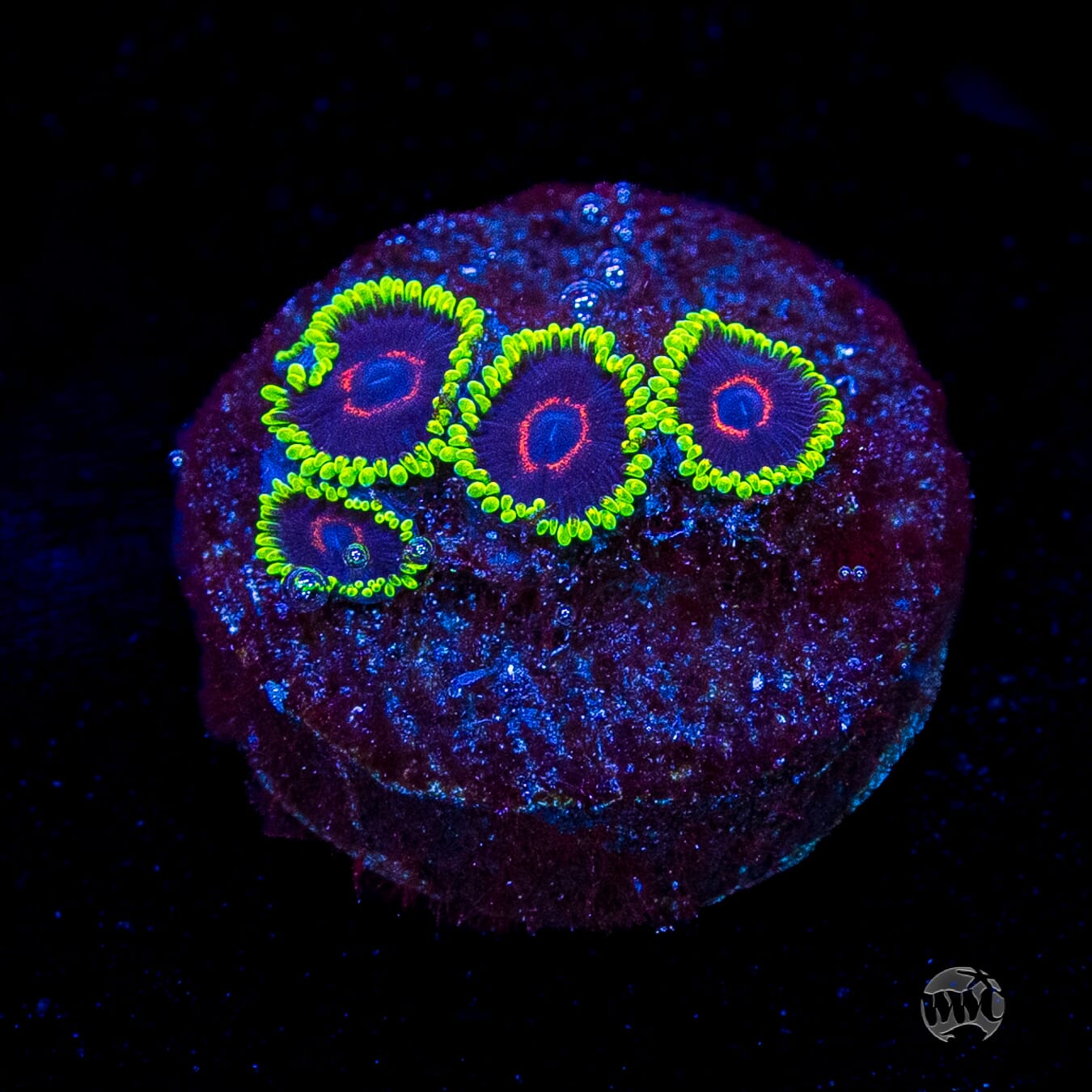 WWC Evil Heart Zoanthids