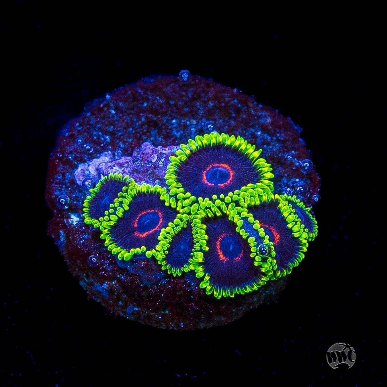 WWC Evil Heart Zoanthids