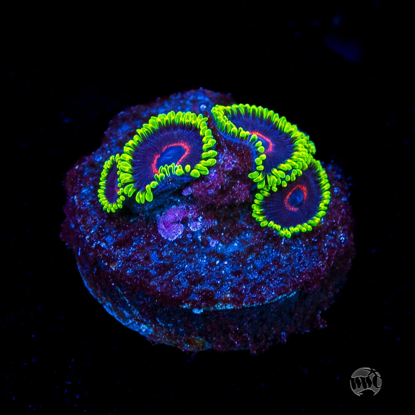 WWC Evil Heart Zoanthids