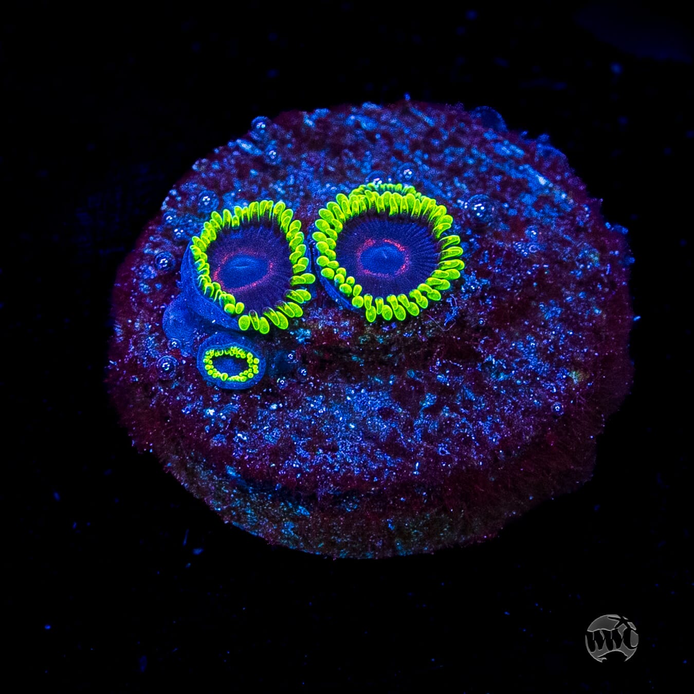 WWC Evil Heart Zoanthids