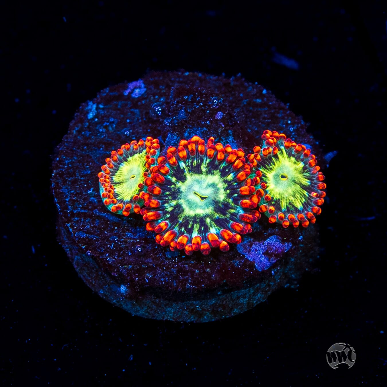 WWC Astral Shift Zoanthids