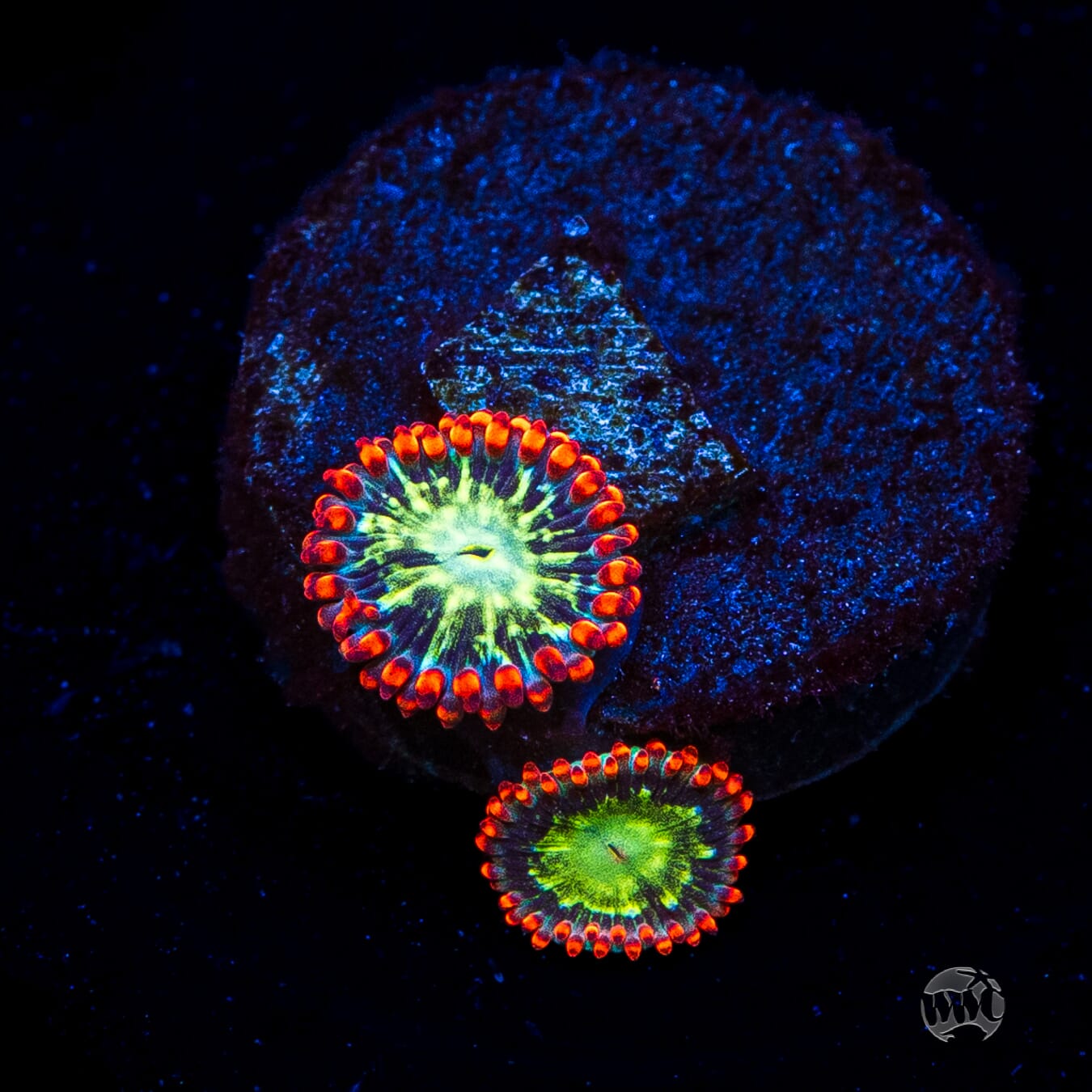 WWC Astral Shift Zoanthids