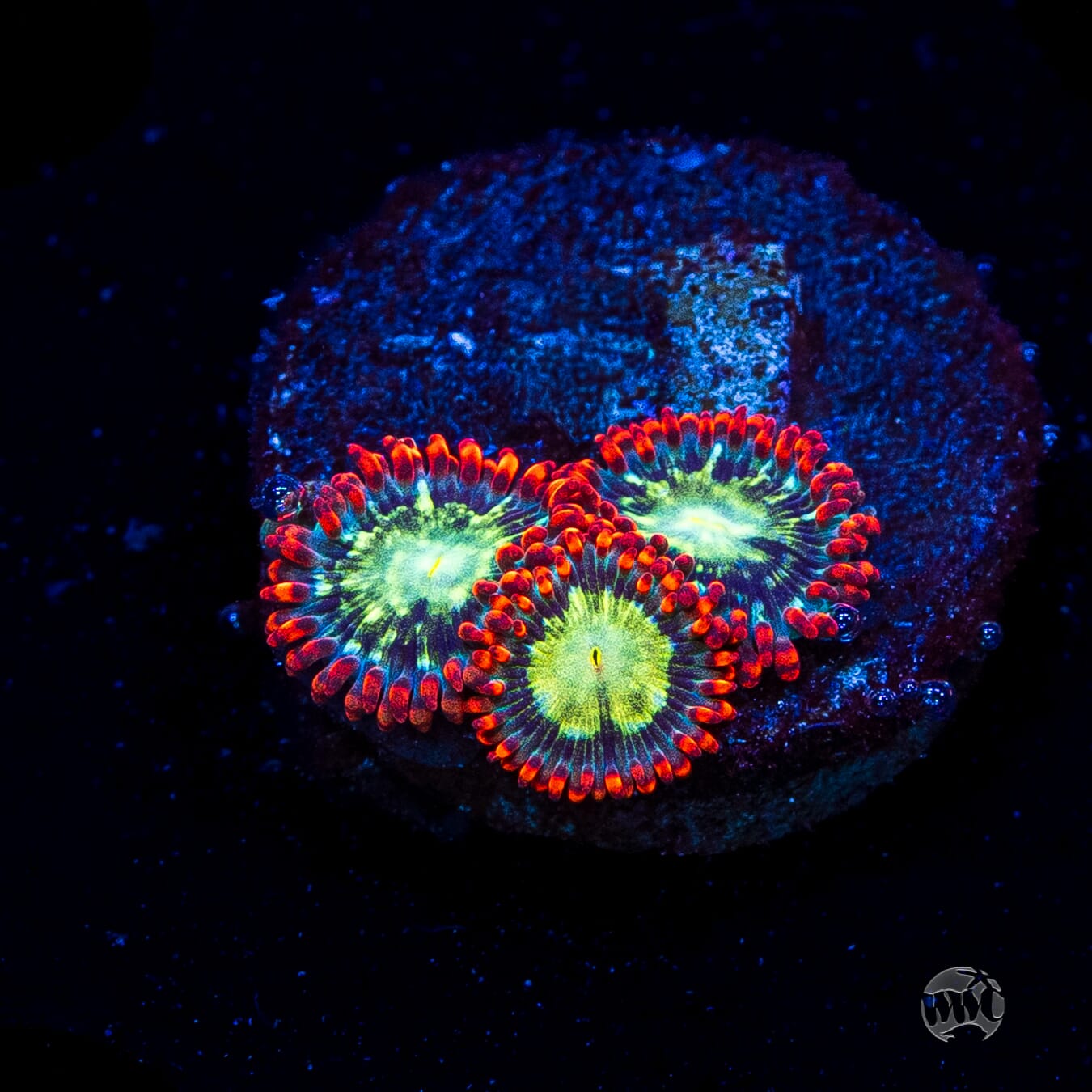 WWC Astral Shift Zoanthids