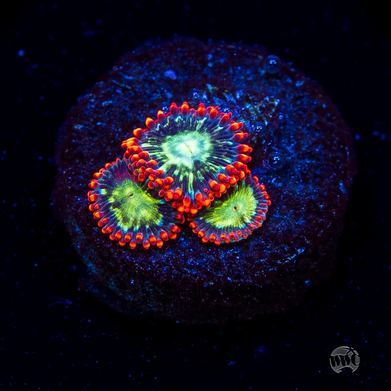 WWC Astral Shift Zoanthids