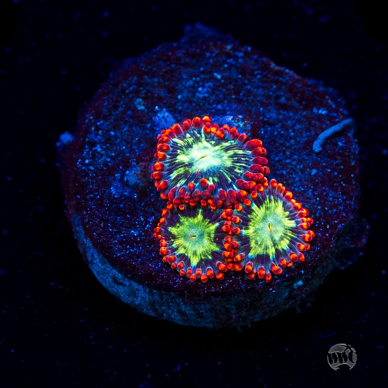 WWC Astral Shift Zoanthids