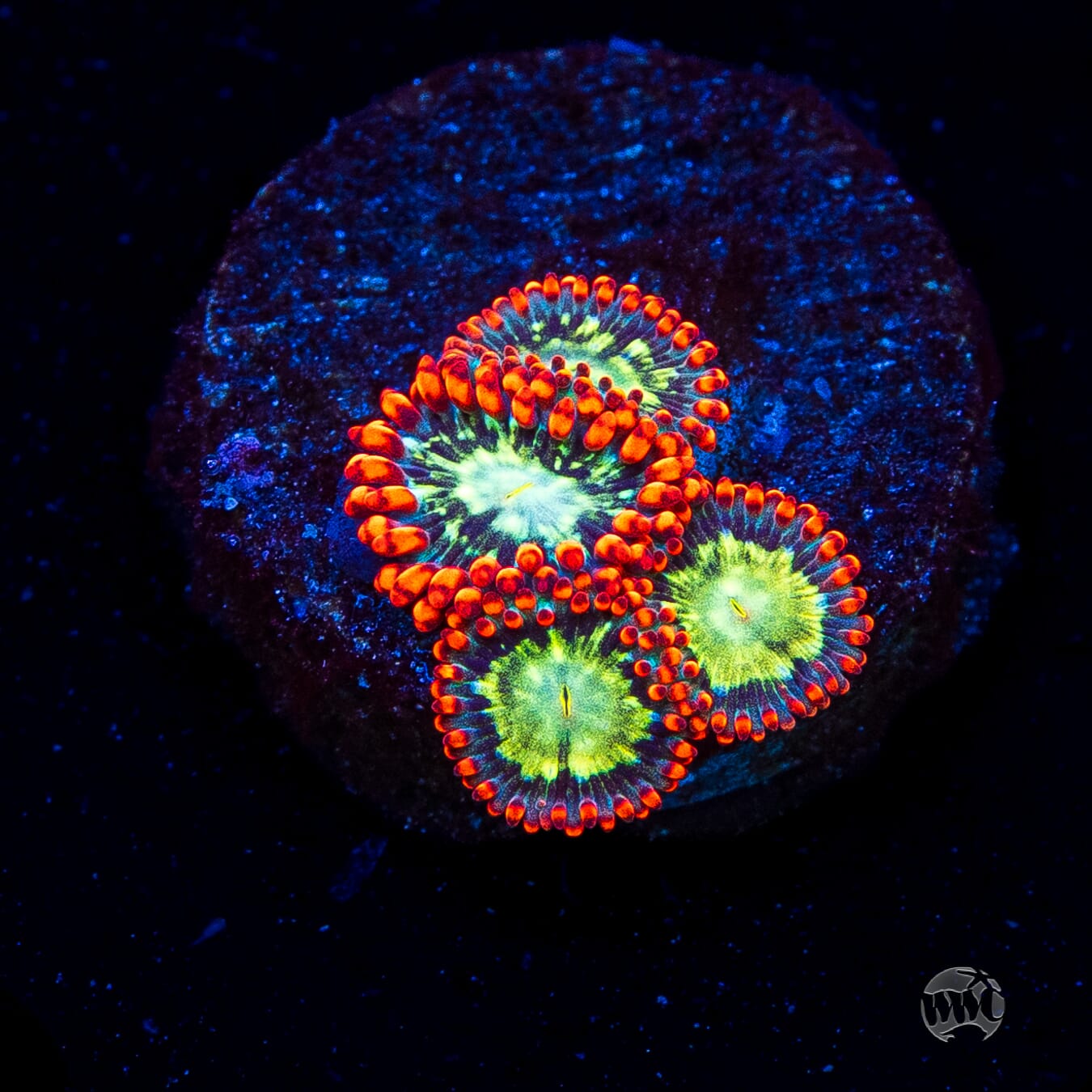 WWC Astral Shift Zoanthids