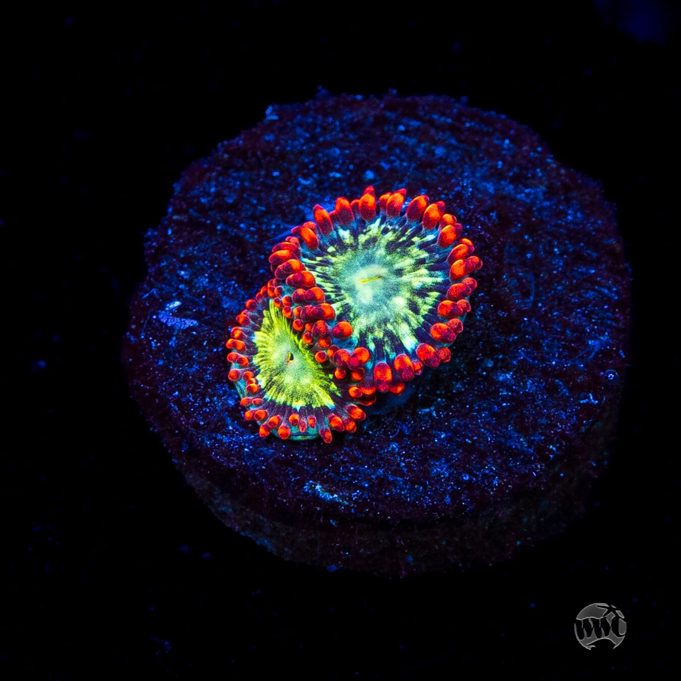 WWC Astral Shift Zoanthids