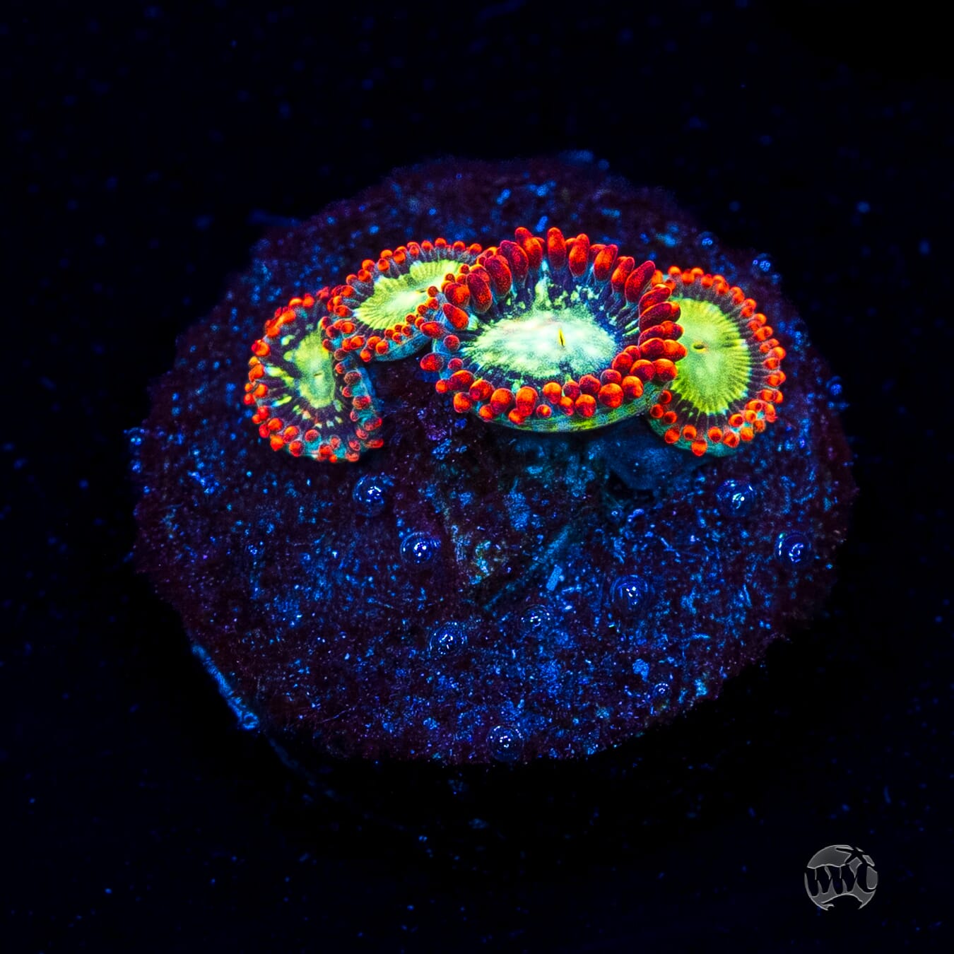 WWC Astral Shift Zoanthids