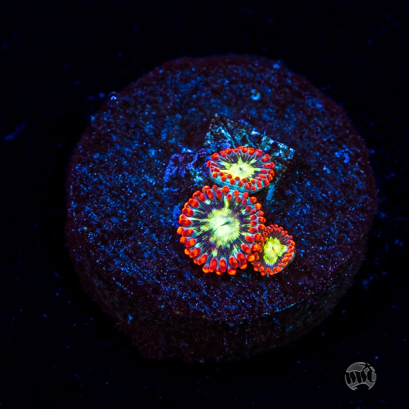 WWC Astral Shift Zoanthids