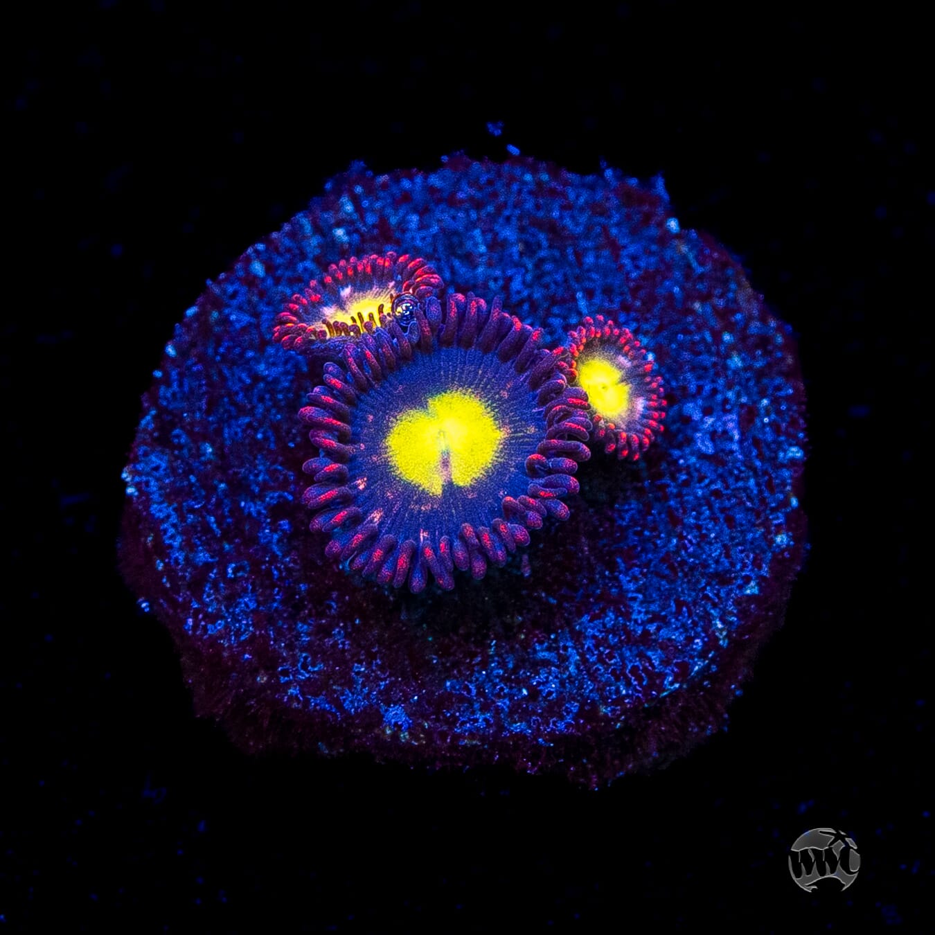 WWC Egg Yolks Zoanthids