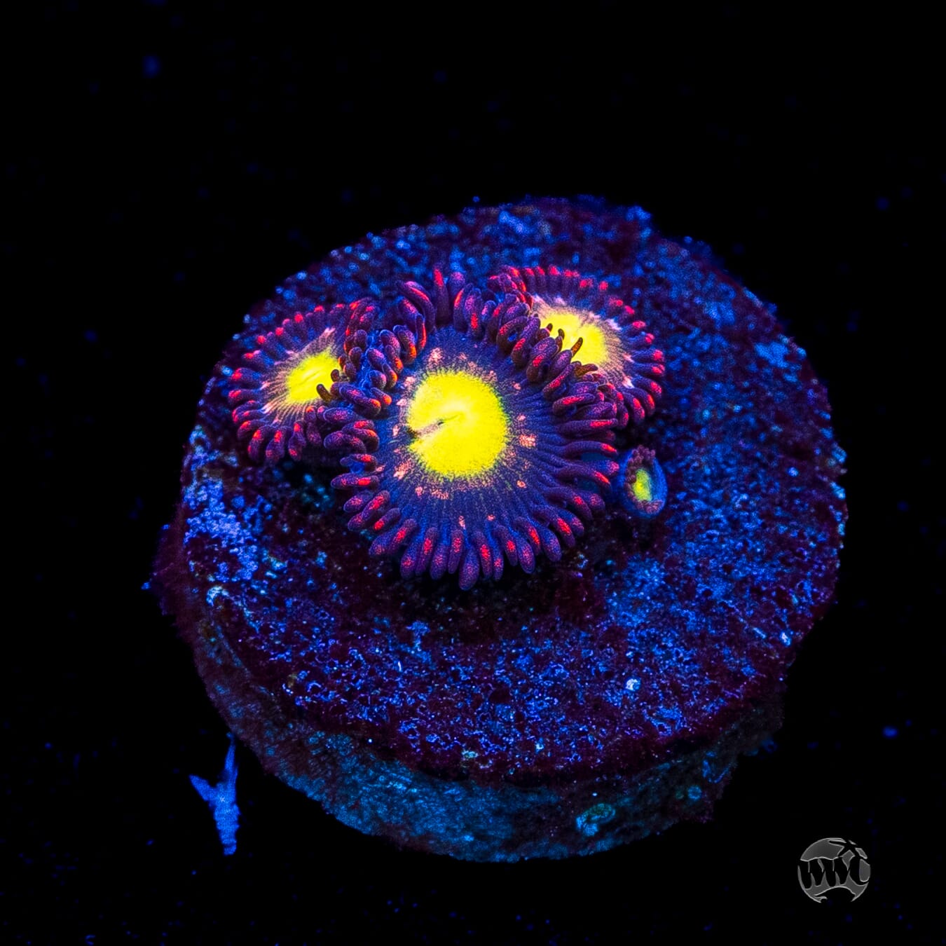 WWC Egg Yolks Zoanthids