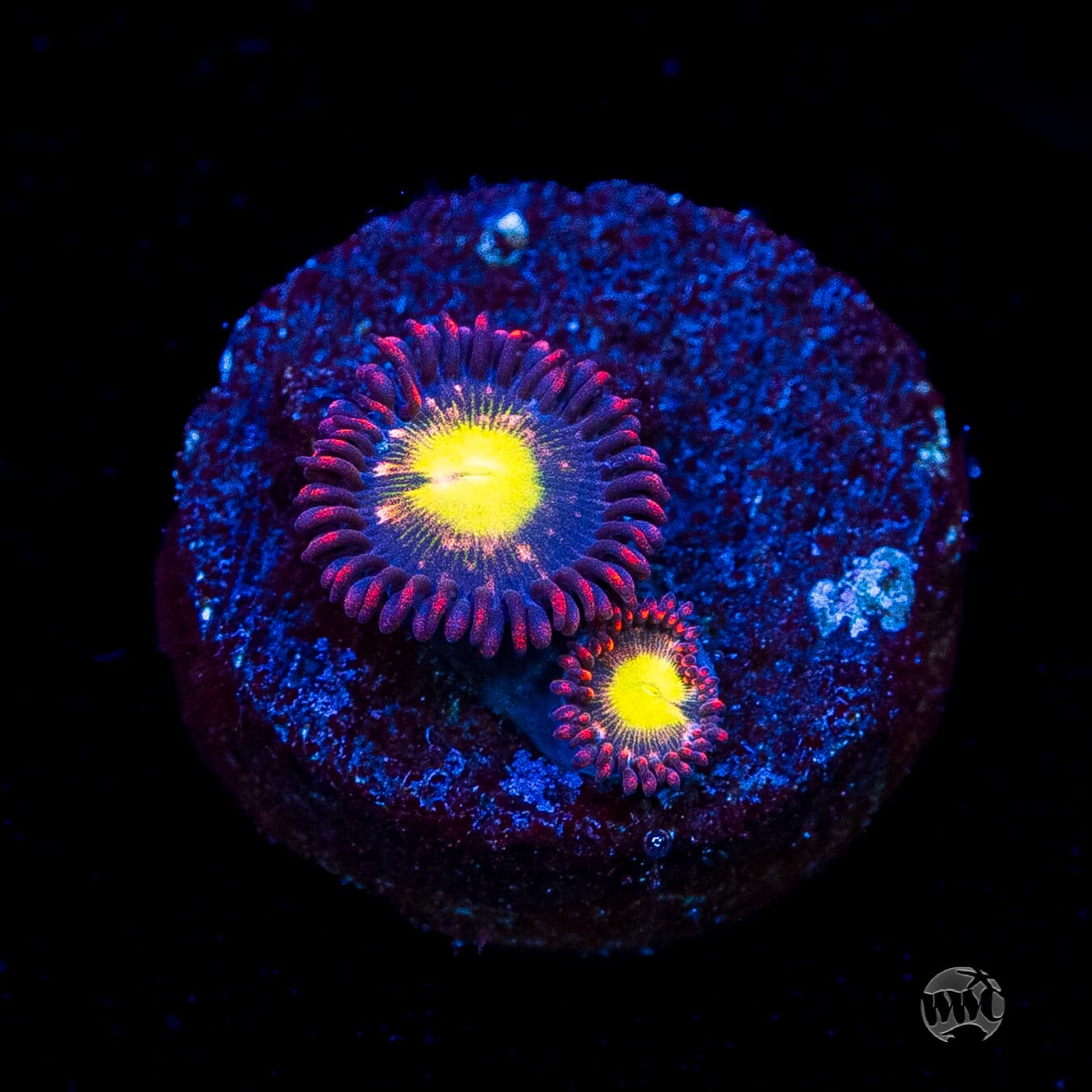 WWC Egg Yolks Zoanthids