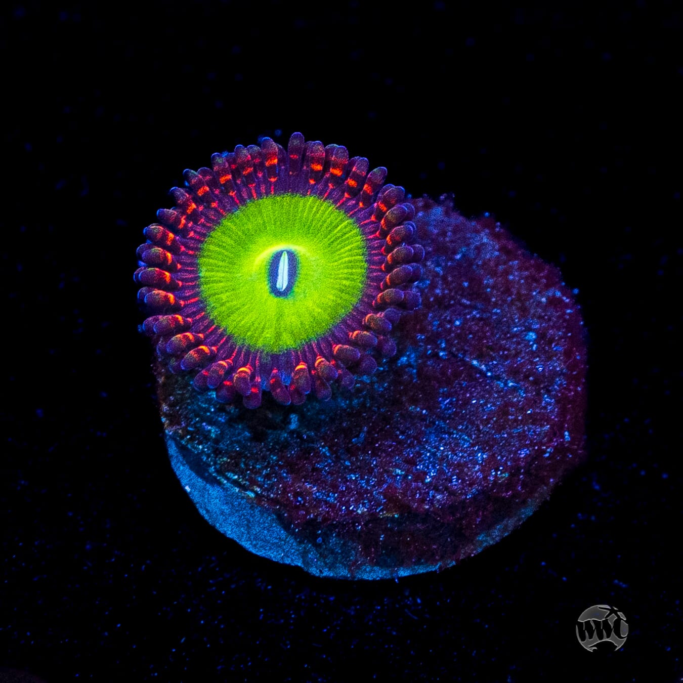 Candy Apple Red Zoanthid