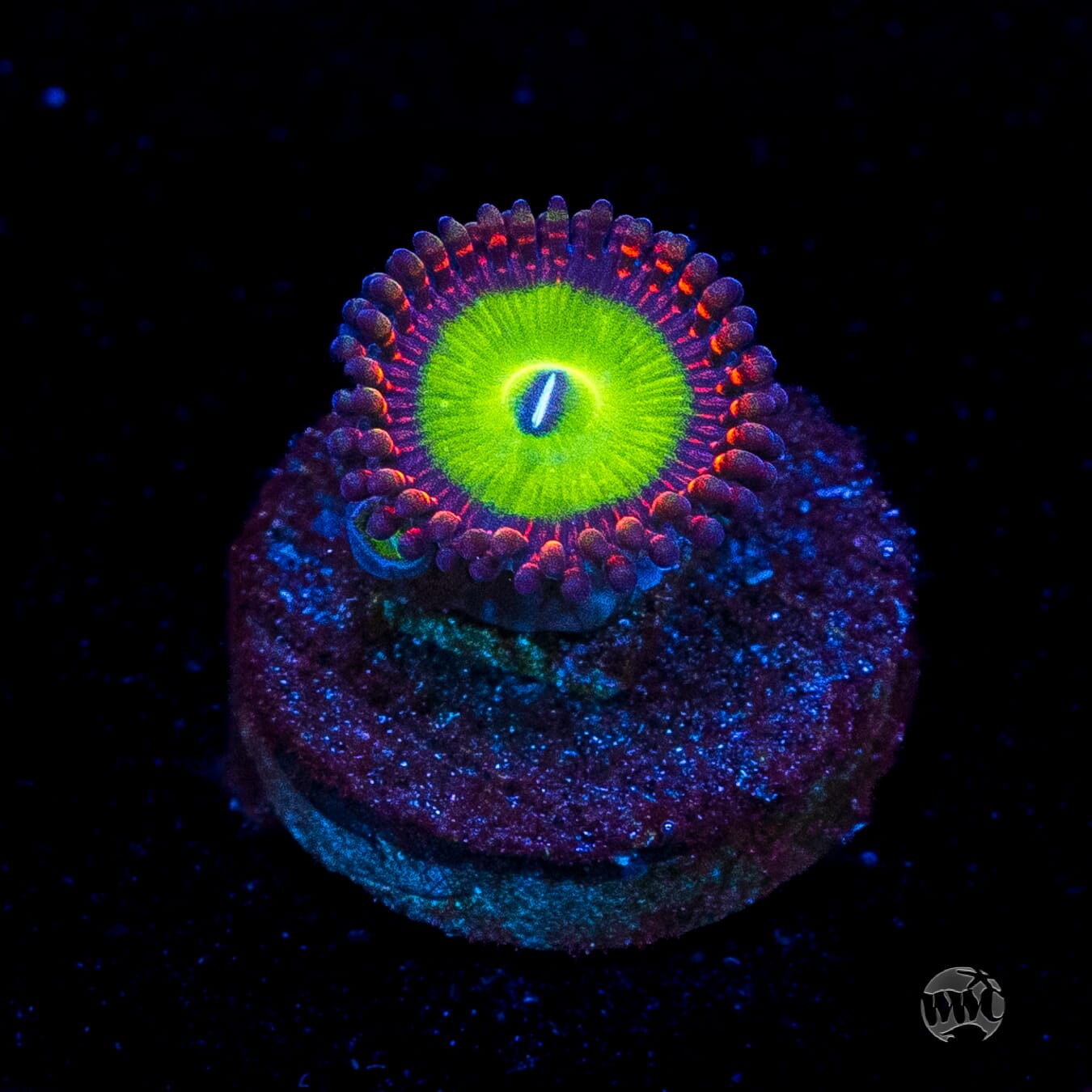 Candy Apple Red Zoanthid
