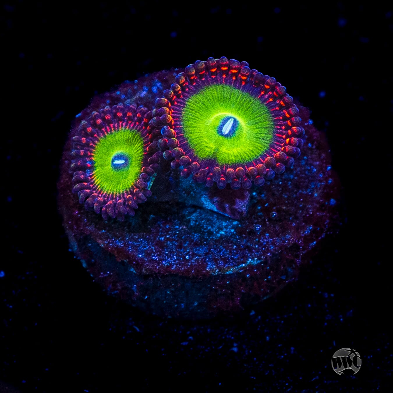 Candy Apple Red Zoanthids