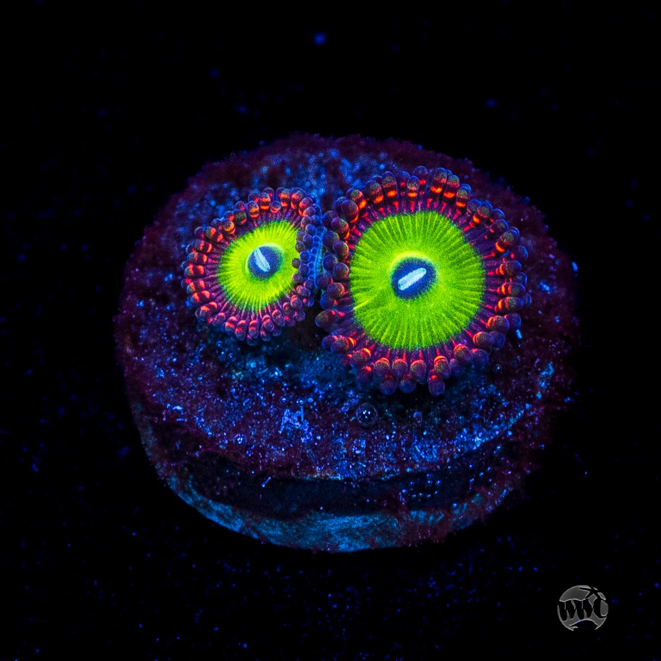 Candy Apple Red Zoanthids