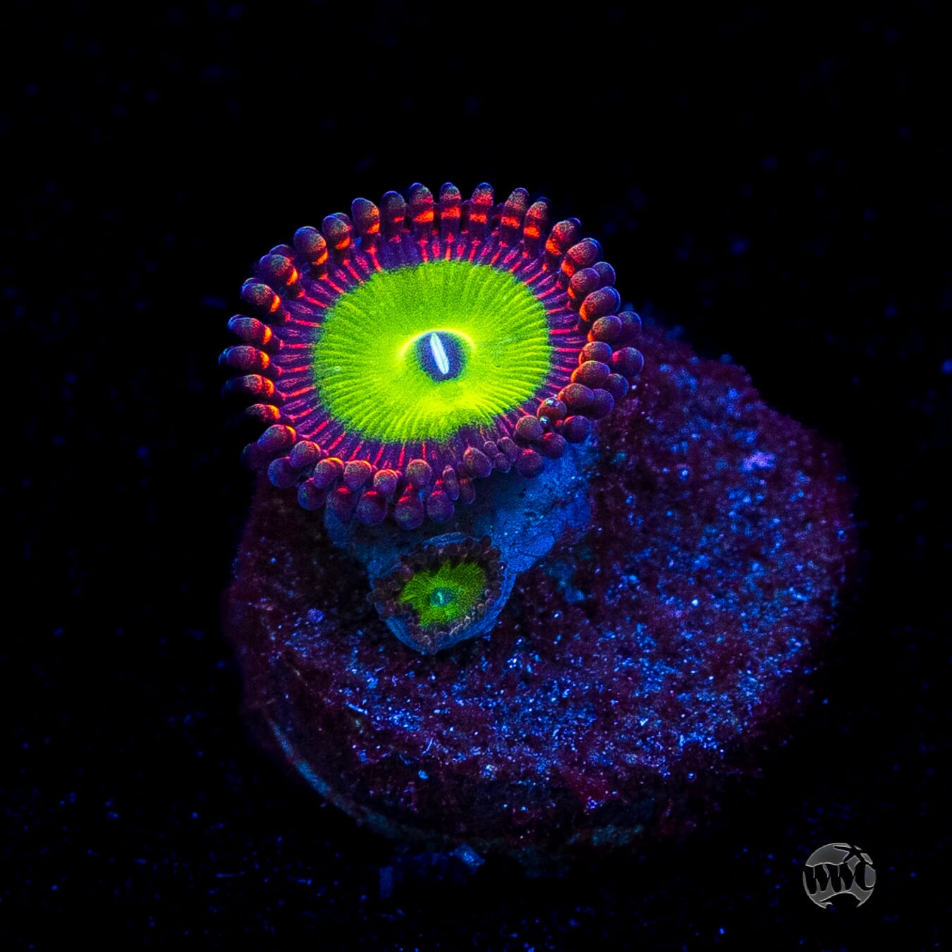 Candy Apple Red Zoanthid