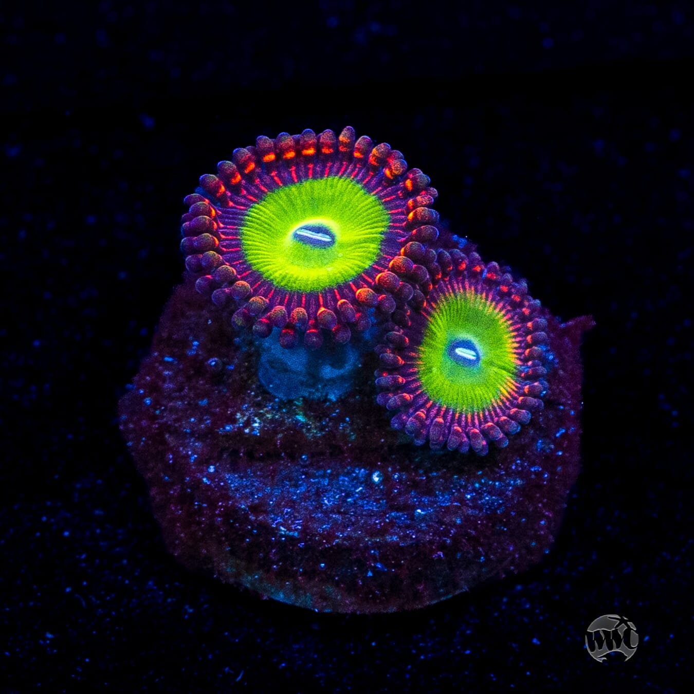 Candy Apple Red Zoanthids