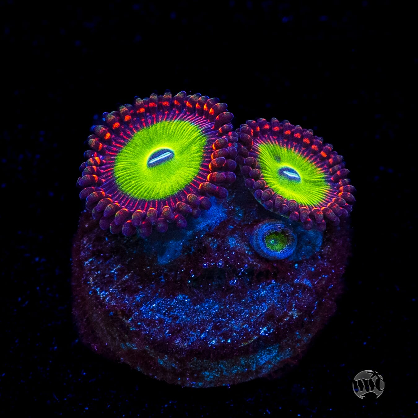 Candy Apple Red Zoanthids
