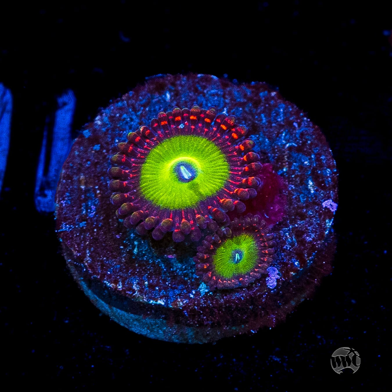 Candy Apple Red Zoanthids